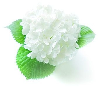 사십도 이미지
