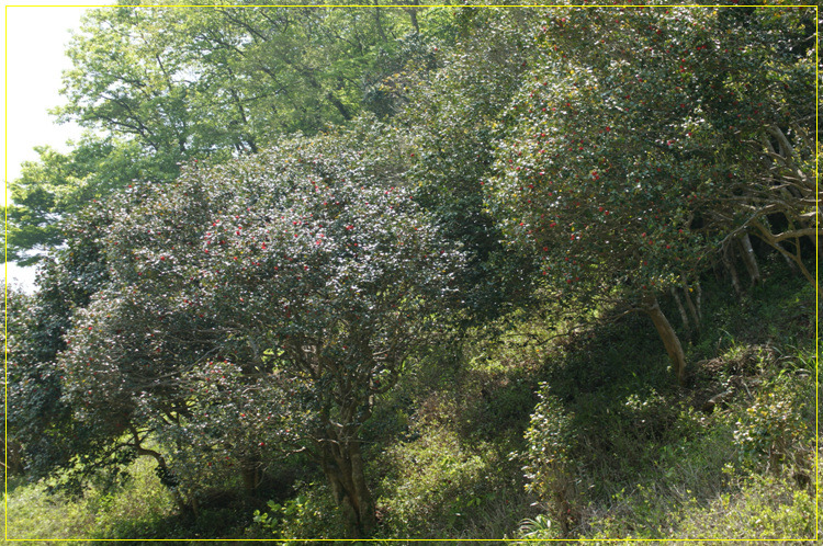 어린왕자의들꽃사랑마을은하별