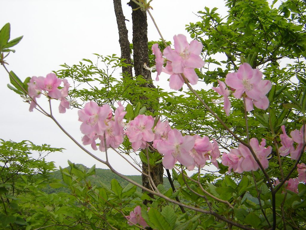 속수지례 이미지