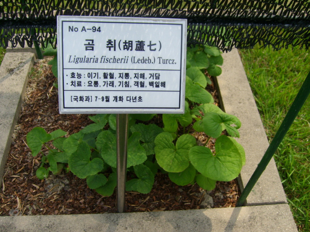 약초 이미지